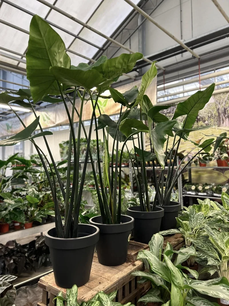 Planten Centrum Twente - Alocasia