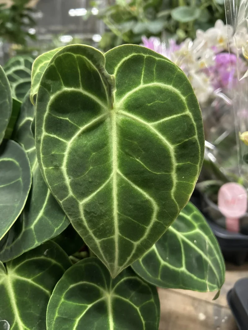 Planten Centrum Twente - Anthurium