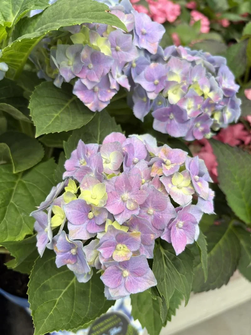 Planten Centrum Twente - Hortensia