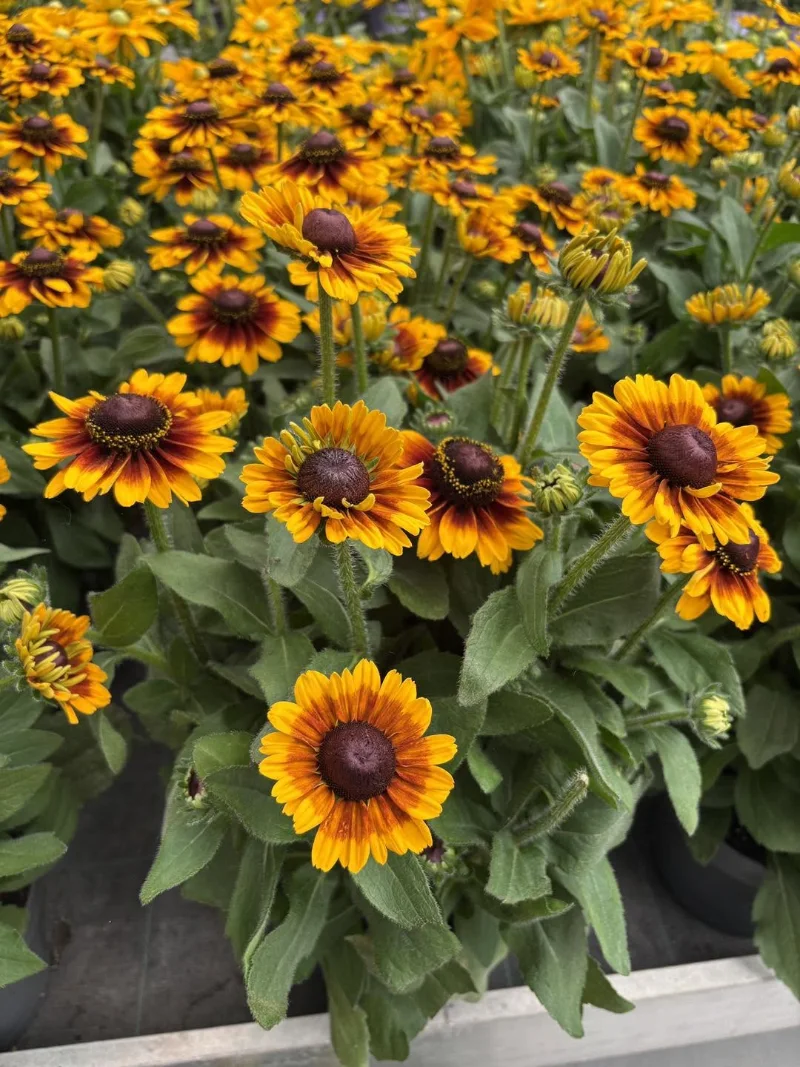 Planten Centrum Twente - Rudbeckia